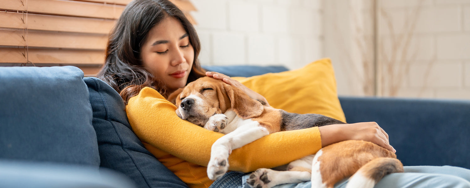 Woman tenderly hugging her beagle dog on the couch